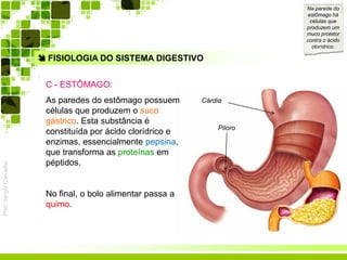 Prof.SérgioCarvalho
 FISIOLOGIA DO SISTEMA DIGESTIVO
C - ESTÔMAGO:
As paredes do estômago possuem
células que produzem o suco
gástrico. Esta substância é
constituída por ácido clorídrico e
enzimas, essencialmente pepsina,
que transforma as proteínas em
péptidos.
No final, o bolo alimentar passa a
quimo.
Na parede do
estômago há
células que
produzem um
muco protetor
contra o ácido
clorídrico.
Cárdia
Piloro
 