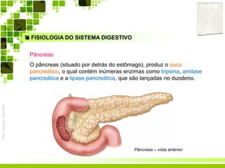 Prof.SérgioCarvalho
 FISIOLOGIA DO SISTEMA DIGESTIVO
Pâncreas
O pâncreas (situado por detrás do estômago), produz o suco
pancreático, o qual contém inúmeras enzimas como tripsina, amilase
pancreática e a lipase pancreática, que são lançadas no duodeno.
Pâncreas – vista anterior
 