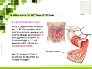 Prof.SérgioCarvalho
 FISIOLOGIA DO SISTEMA DIGESTIVO
E – INTESTINO DELGADO:
Após a digestão dos alimentos
em moléculas simples, estas
são transportadas para o meio
interno através da absorção. A
absorção ocorre a nível do
intestino delgado, o qual
possui muitas dobras: as
válvulas coniventes.
As válvulas aumentam a
superfície de absorção do
intestino delgado.
Válvula conivente
 