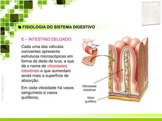 Prof.SérgioCarvalho
 FISIOLOGIA DO SISTEMA DIGESTIVO
E – INTESTINO DELGADO:
Cada uma das válvulas
coniventes apresenta
estruturas microscópicas em
forma de dedo de luva, a que
dá o nome de vilosidades
intestinais e que aumentam
ainda mais a superfície de
absorção.
Em cada vilosidade há vasos
sanguíneos e vasos
quilíferos,
Vilosidade
intestinal
Vaso
quilífero
 