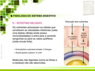 Prof.SérgioCarvalho
 FISIOLOGIA DO SISTEMA DIGESTIVO
E – INTESTINO DELGADO:
Os nutrientes atravessam as células que
constituem as vilosidades intestinais (cada
uma destas células ainda possui
microvilosidades) e entra para a corrente
sanguínea ou para os vasos quilíferos
(onde circula linfa).
– Aminoácidos e açúcares simples  Sangue
– Ácidos gordos e glicero  Linfa
Moléculas não digeridas (como as fibras e
a celulose) não são absorvidas.
Aminoácidos
e açúcares
Ácidos
gordos e
glicerol
Lípidos
Absorção dos nutrientes
 