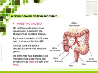 Prof.SérgioCarvalho
 FISIOLOGIA DO SISTEMA DIGESTIVO
F – INTESTINO GROSSO:
Os materiais não absorvidos
prosseguem o caminho até
chegarem ao intestino grosso.
Aqui vivem bactérias simbiontes
que produzem vitaminas (K).
A maior parte da água é
absorvida a nível dos intestino
grosso.
Os alimentos não digeridos e os
nutrientes não absorvidos são
constituem as fezes e saem pelo
ânus.
Cólon
ascendente
Ceco
Apêndice
Cólon
transversal
Cólon
descendente
Reto
Ânus
 
