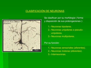 CLASIFICACIÓN DE NEURONAS

            Se clasifican por su morfología ( forma
            y disposición de sus prolongaciones ):

               1.- Neuronas bipolares.
               2.- Neuronas unipolares o pseudo-
                   unipolares.
               3.- Neuronas multipolares.

            Por su función:

               1.- Neuronas sensoriales (aferentes).
               2.- Neuronas motoras (eferentes).
               3.- Interneuronas.
 