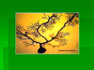 Células de Purkinje
 