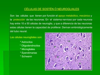 CÉLULAS DE SOSTÉN Ó NEUROGLIALES

Son las células que tienen por función el apoyo metabólico, mecánico y
la protección de las neuronas. En el sistema nervioso por cada neurona
hay entre 10 a 50 células de neuroglia, y que a diferencia de las neuronas
estas células tienen la capacidad de proliferar. Derivan embriológicamente
del tubo neural.

Las células neurogliales son:
         * Astrocitos
         * Oligodendrocitos
         * Microgliales
         * Ependimarias
         * Schwann
 