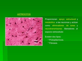 ASTROCITOS

             Proporcionan apoyo estructural y
             metabólico a las neuronas y actúan
             como    eliminadores      de iones y
             neurotransmisores       liberadores al
             espacio extracelular.

             Existen dos tipos:
                * Protoplásmicos.
                * Fibrosos.
 