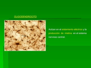 OLIGODENDROCITO




                  Actúan en el aislamiento eléctrico y la
                  producción de mielina en el sistema
                  nervioso central.
 