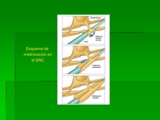 Esquema de
mielinización en
     el SNC
 