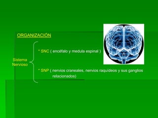 ORGANIZACIÓN


           * SNC ( encéfalo y medula espinal )

Sistema
Nervioso
           * SNP ( nervios craneales, nervios raquídeos y sus ganglios
                   relacionados)
 