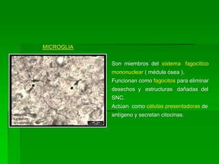 MICROGLIA


            Son miembros del sistema fagocítico
            mononuclear ( médula ósea ).
            Funcionan como fagocitos para eliminar
            desechos y estructuras dañadas del
            SNC.
            Actúan como células presentadoras de
            antígeno y secretan citocinas.
 