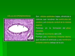 CÉLULAS EPENDIMARIAS   Son células epiteliales bajas, cilíndricas a
                       cúbicas, que recubren los ventrículos del
                       cerebro y el conducto central de la médula
                       espinal.
                       Participa   en   la   formación del plexo
                       coroideo.
                       Facilita el movimiento del LCR.
                       Forman una membrana limitante interna
                       que recubre el ventrículo y una membrana
                       limitante externa debajo de la pía.
 