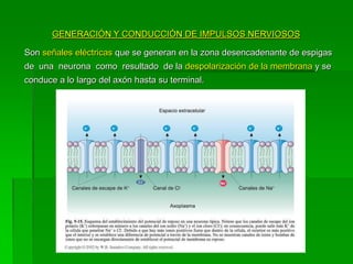 GENERACIÓN Y CONDUCCIÓN DE IMPULSOS NERVIOSOS

Son señales eléctricas que se generan en la zona desencadenante de espigas
de una neurona como resultado de la despolarización de la membrana y se
conduce a lo largo del axón hasta su terminal.
 