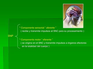 * Componente sensorial “ aferente ”
        ( recibe y transmite impulsos al SNC para su procesamiento )

SNP
      * Componente motor “ eferente ”
        ( se origina en el SNC y transmite impulsos a órganos efectores
          en la totalidad del cuerpo )
 