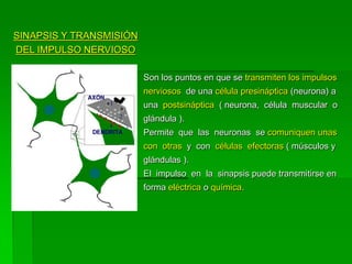SINAPSIS Y TRANSMISIÓN
DEL IMPULSO NERVIOSO

                         Son los puntos en que se transmiten los impulsos
                         nerviosos de una célula presináptica (neurona) a
                         una postsináptica ( neurona, célula muscular o
                         glándula ).
                         Permite que las neuronas se comuniquen unas
                         con otras y con células efectoras ( músculos y
                         glándulas ).
                         El impulso en la sinapsis puede transmitirse en
                         forma eléctrica o química.
 