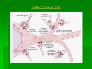 CONTACTOS SINÁPTICOS
 