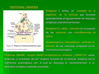 PROTEÍNAS - SINAPSIS
                                     Sinapsina I : forma     un   complejo en la
                                     superficie   de   la vesícula que favorece
                                     aparentemente el agrupamiento de vesículas
                                     sinápticas (neurotransmisores).

                                     Sinapsina II y rab3a : controlan la vinculación
                                     de las vesículas con microfilamentos de
                                     actina.

                                     Sinaptotagmina y Sinaptofisina : controlan la
                                     tracción de las vesículas sinápticas con la
                                     membrana presináptica.

Proteínas SNARE / receptor SNAP (sinaptobrevina, sintaxina y SNAP 25) : estas
proteínas a la entrada de Ca2+ propicia la fusión de la vesícula sináptica con la
membrana presináptica, con lo cual se descarga el neurotransmisor a la
hendidura sináptica mediante exocitosis.
 