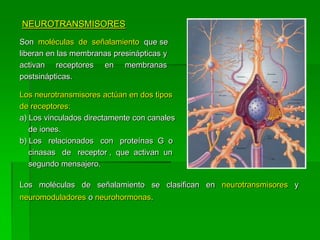 NEUROTRANSMISORES
Son moléculas de señalamiento que se
liberan en las membranas presinápticas y
activan receptores en membranas
postsinápticas.

Los neurotransmisores actúan en dos tipos
de receptores:
a) Los vinculados directamente con canales
   de iones.
b) Los relacionados con proteínas G o
   cinasas de receptor , que activan un
   segundo mensajero.

Los moléculas de señalamiento se clasifican en neurotransmisores y
neuromoduladores o neurohormonas.
 