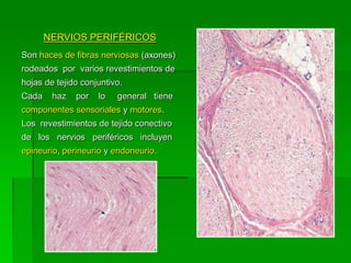 NERVIOS PERIFÉRICOS
Son haces de fibras nerviosas (axones)
rodeados por varios revestimientos de
hojas de tejido conjuntivo.
Cada    haz   por   lo   general tiene
componentes sensoriales y motores.
Los revestimientos de tejido conectivo
de los nervios periféricos incluyen
epineurio, perineurio y endoneurio.
 
