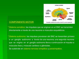 COMPONENTE MOTOR

* Sistema somático: los impulsos que se originan en el SNC se transmiten
 directamente a través de una neurona a músculos esqueléticos.


* Sistema autónomo: los impulsos provienen del SNC se transmiten primero
 a un ganglio autónomo a través de una neurona; una segunda neurona
 que se origina en el ganglio autónomo lleva a continuación el impulso a
 músculos lisos y músculo cardiaco o glándulas.
 Se subdivide en sistema nervioso simpático y parasimpático.
 