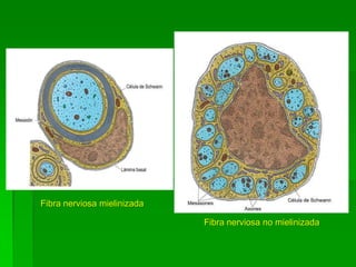 Fibra nerviosa mielinizada

                             Fibra nerviosa no mielinizada
 