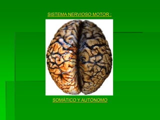 SISTEMA NERVIOSO MOTOR :




 SOMÁTICO Y AUTÓNOMO
 