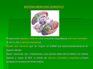 SISTEMA NERVIOSO SOMATICO




Proporciona impulsos motores a los músculos esqueléticos (nervios craneales:
III,IV,VI y XII y nervios raquídeos).
Posee una neurona, que se origina en el SNC que actúa directamente en el
órgano efector.
Estas neuronas son multipolares y sus axones salen del encéfalo o la medula
espinal y viajan al M.E. a través de nervios craneales y raquídeos y hacen
sinapsis en la placa terminal motora.
 