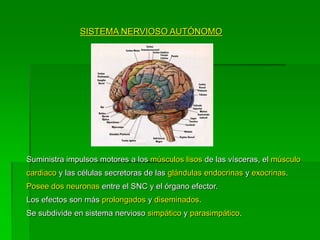 SISTEMA NERVIOSO AUTÓNOMO




Suministra impulsos motores a los músculos lisos de las vísceras, el músculo
cardiaco y las células secretoras de las glándulas endocrinas y exocrinas.
Posee dos neuronas entre el SNC y el órgano efector.
Los efectos son más prolongados y diseminados.
Se subdivide en sistema nervioso simpático y parasimpático.
 