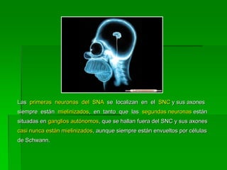Las primeras neuronas del SNA se localizan en el SNC y sus axones
siempre están mielinizados, en tanto que las segundas neuronas están
situadas en ganglios autónomos, que se hallan fuera del SNC y sus axones
casi nunca están mielinizados, aunque siempre están envueltos por células
de Schwann.
 
