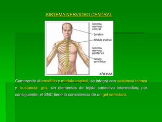 SISTEMA NERVIOSO CENTRAL




Comprende al encéfalo y medula espinal; se integra con sustancia blanca
y sustancia gris, sin elementos de tejido conectivo intermedios; por
consiguiente, el SNC tiene la consistencia de un gel semiduro.
 