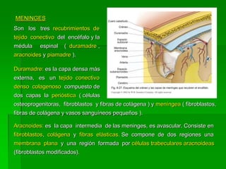 MENINGES
Son los tres recubrimientos de
tejido conectivo del encéfalo y la
médula    espinal   ( duramadre ,
aracnoides y piamadre ).

Duramadre: es la capa densa más
externa, es un tejido conectivo
denso colagenoso compuesto de
dos capas la perióstica ( células
osteoprogenitoras, fibroblastos y fibras de colágena ) y meníngea ( fibroblastos,
fibras de colágena y vasos sanguíneos pequeños ).

Aracnoides: es la capa intermedia de las meninges, es avascular. Consiste en
fibroblastos, colágena y fibras elásticas. Se compone de dos regiones una
membrana plana y una región formada por células trabeculares aracnoideas
(fibroblastos modificados).
 