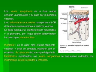 Los   vasos    sanguíneos de la dura madre
perforan la aracnoides a su paso por la piamadre
vascular.
Las vellosidades aracnoides transportan el LCR
del espacio subaracnoideo al sistema venoso.
Es difícil distinguir el interfaz entra la aracnoides
y la piamadre, por lo que suelen denominarse
las dos capas piaaracnoides.


Piamadre : es la capa más interna altamente
vascular y está en contacto estrecho con el
encéfalo. Se compone de una capa delgada de
fibroblastos modificados, sus vasos sanguíneos se encuentran rodeados por
macrófagos, células cebadas y linfocitos.
 