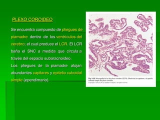 PLEXO COROIDEO

Se encuentra compuesto de pliegues de
piamadre dentro de los ventrículos del
cerebro; el cual produce el LCR. El LCR
baña el SNC a medida que circula a
través del espacio subaracnoideo.
Los pliegues de la piamadre alojan
abundantes capilares y epitelio cuboidal
simple (ependimario).
 