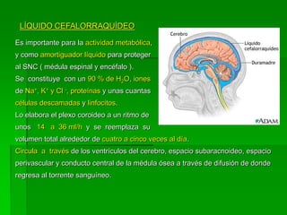 LÍQUIDO CEFALORRAQUÍDEO

Es importante para la actividad metabólica,
y como amortiguador líquido para proteger
al SNC ( médula espinal y encéfalo ).
Se constituye con un 90 % de H2O, iones
de Na+, K+ y Cl -, proteínas y unas cuantas
células descamadas y linfocitos.
Lo elabora el plexo coroideo a un ritmo de
unos 14 a 36 ml/h y se reemplaza su
volumen total alrededor de cuatro a cinco veces al día.
Circula a través de los ventrículos del cerebro, espacio subaracnoideo, espacio
perivascular y conducto central de la médula ósea a través de difusión de donde
regresa al torrente sanguíneo.
 