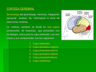 CORTEZA CEREBRAL

Se encarga del aprendizaje, memoria, integración
sensorial , análisis de información e inicio de
reacciones motoras.

La corteza cerebral se divide en seis capas
compuestas de neuronas, que presentan una
morfología única para la capa particular. Las seis
capas y sus componentes son los siguientes :

                      1.   Capa molecular
                      2.   Capa granulosa externa
                      3.   Capa piramidal externa
                      4.   Capa granulosa interna
                      5.   Capa piramidal interna
                      6.   Capa multiforme
 