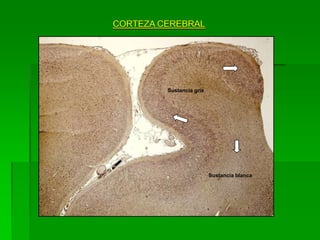 CORTEZA CEREBRAL




         Sustancia gris




                          Sustancia blanca
 