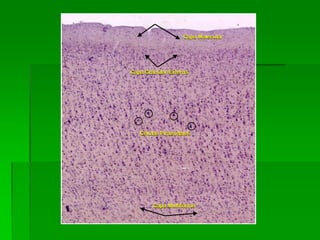 Capa Molecular




Capa Granular Externa




   Células Piramidales




        Capa Multiforme
 