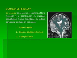 CORTEZA CEREBELOSA
Se encarga de conservar el equilibrio, el tono
muscular y la coordinación de músculos
esqueléticos. A nivel histológico, la corteza
cerebelosa se divide en tres capas:

            1. Capa molecular

            2. Capa de células de Purkinje

            3. Capa granulosa
 