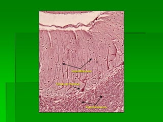 Capa Molecular



Célula de Purkinje




                     Capa Granulosa
 