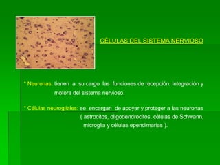 CÉLULAS DEL SISTEMA NERVIOSO




* Neuronas: tienen a su cargo las funciones de recepción, integración y
            motora del sistema nervioso.

* Células neurogliales: se encargan de apoyar y proteger a las neuronas
                      ( astrocitos, oligodendrocitos, células de Schwann,
                       microglia y células ependimarias ).
 
