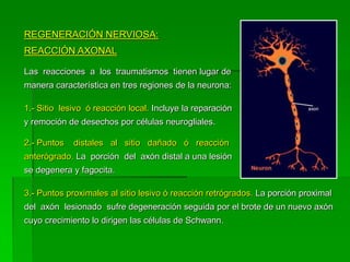 REGENERACIÓN NERVIOSA:
REACCIÓN AXONAL

Las reacciones a los traumatismos tienen lugar de
manera característica en tres regiones de la neurona:

1.- Sitio lesivo ó reacción local. Incluye la reparación
y remoción de desechos por células neurogliales.

2.- Puntos   distales al sitio dañado ó reacción
anterógrado. La porción del axón distal a una lesión
se degenera y fagocita.

3.- Puntos proximales al sitio lesivo ó reacción retrógrados. La porción proximal
del axón lesionado sufre degeneración seguida por el brote de un nuevo axón
cuyo crecimiento lo dirigen las células de Schwann.
 