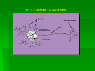 ESTRUCTURA DE LAS NEURONA


        Dendritas
                                    Terminales del axón




                             Axón
         Cuerpo celular,
         soma o pericarion




              Inclusiones
 