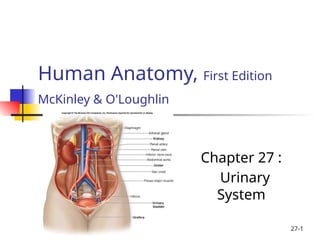 Comprehensive Overview of the Human Urinary System: Anatomy and ...