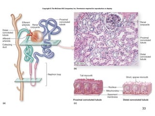 Comprehensive Overview of the Human Urinary System: Anatomy and ...