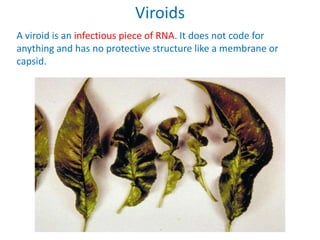 07 viruses | PPTX