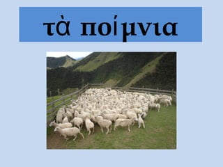 τὰ ποίμνια
 
