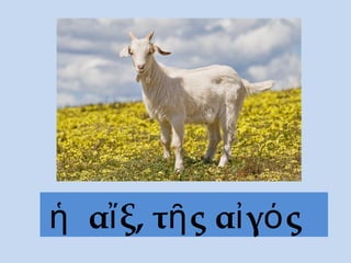 ἡ αἴξ, τῆς αἰγός
 