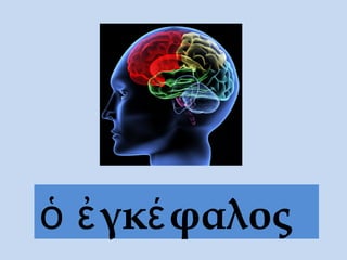 ὁ ἐγκέφαλος
 