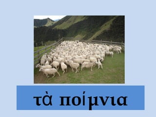 τὰ ποίμνια
 