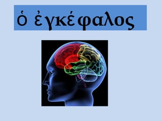 ὁ ἐγκέφαλος
 