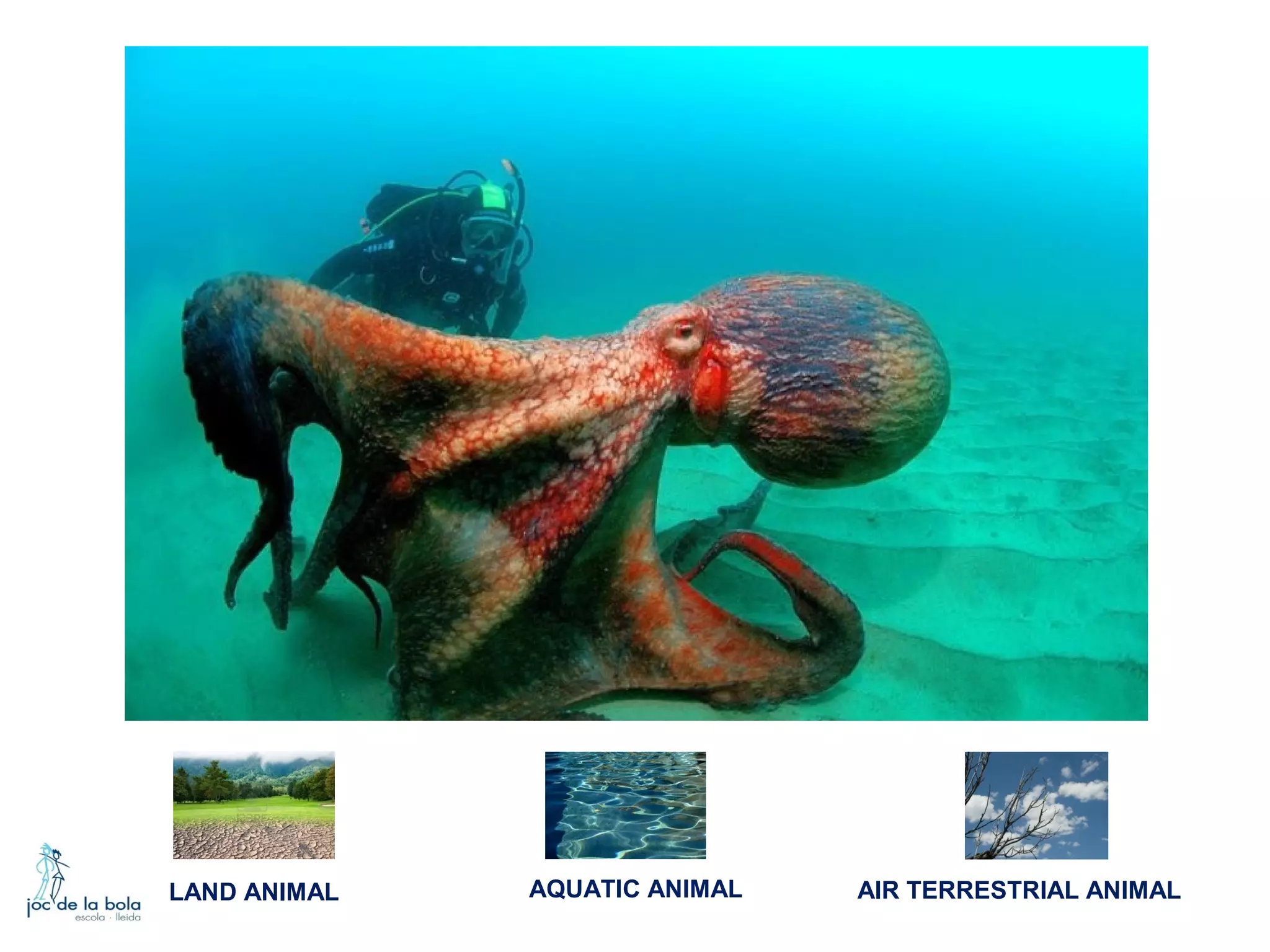LAND ANIMAL

AQUATIC ANIMAL

AIR TERRESTRIAL ANIMAL

 
